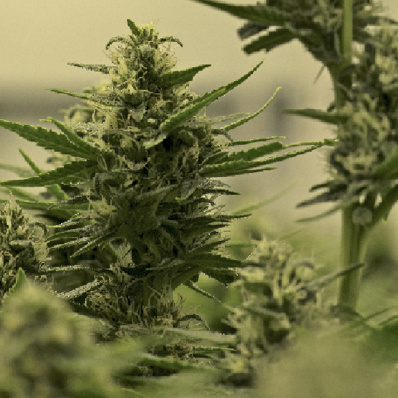 מפת הקנביס העולמית