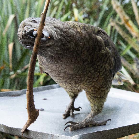 הצורך של התוכי הוא אבי ההמצאה
