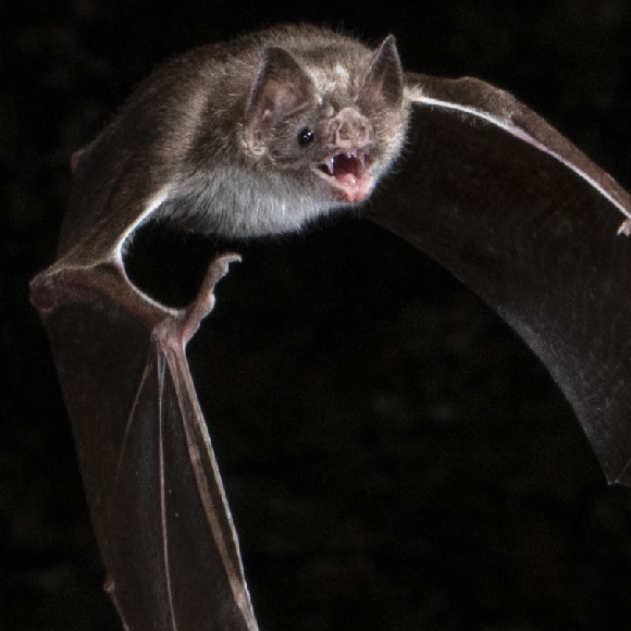 ארוחות דם משותפות