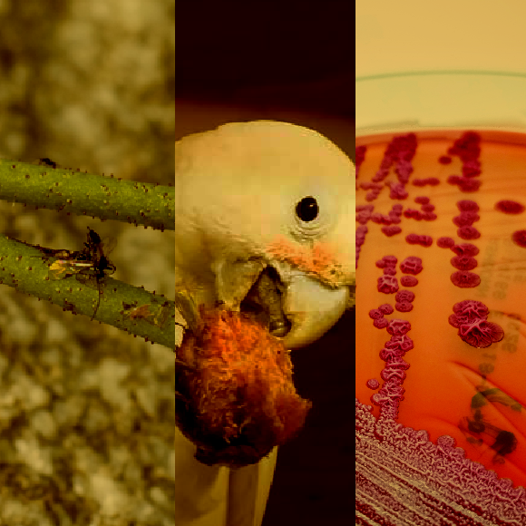 המחקרים החדשים ביותר: מהנשמדע 29/10