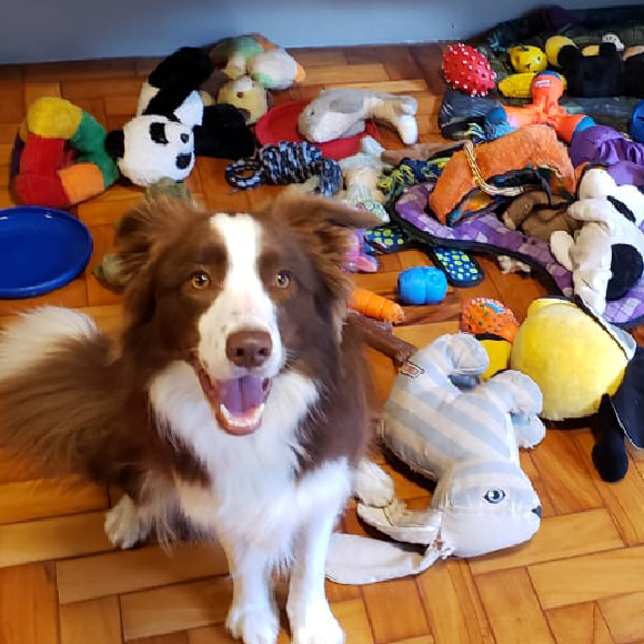 כיתת המחוננים של הכלבים