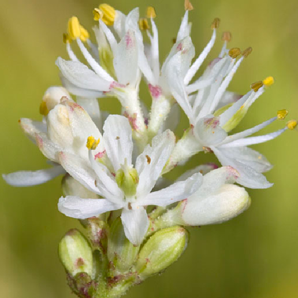 החבר החדש במועדון הצמחים הטורפים