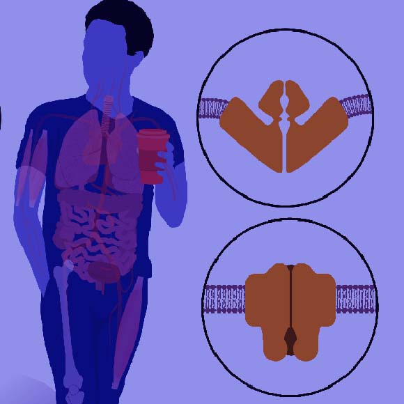 נובל רפואה 2021: על חישת טמפרטורה ומגע