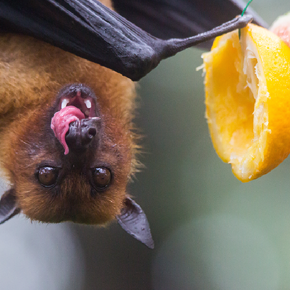 מה הטעם בטעם ובריח של צמחים?