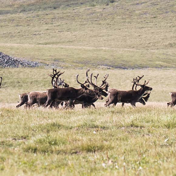 “מלכודת אקולוגית” לבעלי חיים נודדים