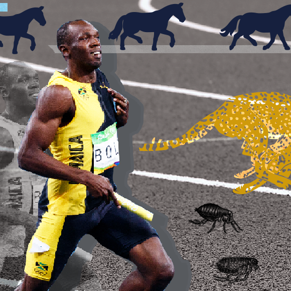 לא הולך ברגל