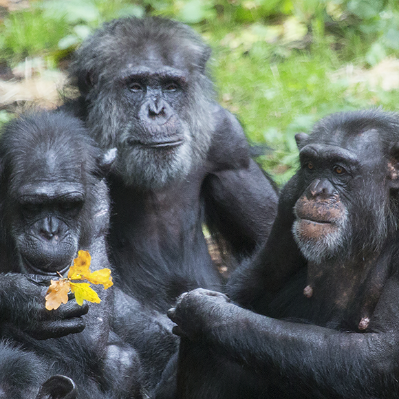 תרבות חייתית