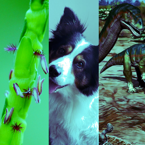 המחקרים החדשים ביותר: מהנשמדע 12/11