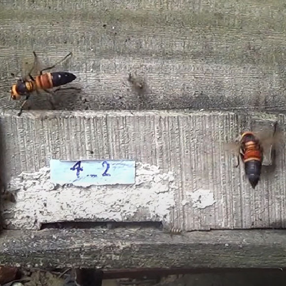 צרחות האזהרה של הדבורים