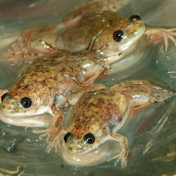 האצות שמתדלקות את המוח