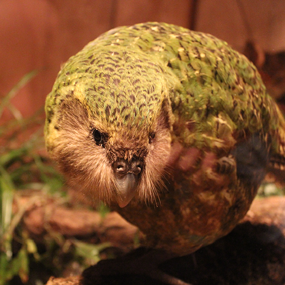 כשאבא תוכי ואמא תוכייה בני דודים