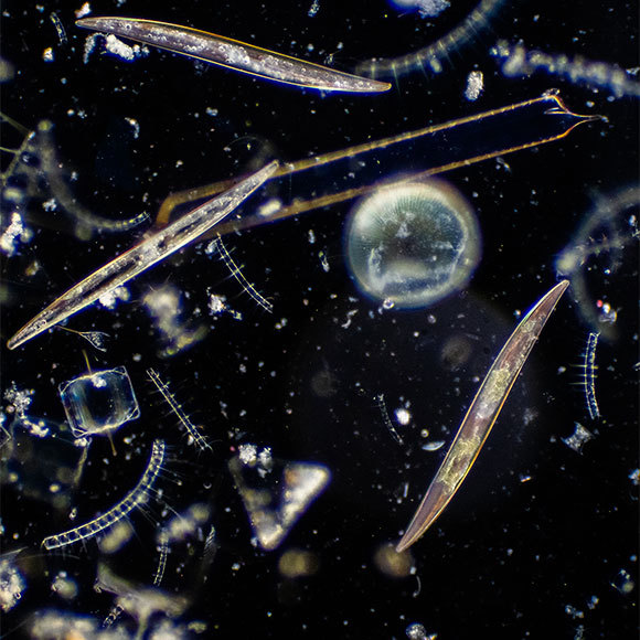 הנדידה הגדולה של הפלנקטון