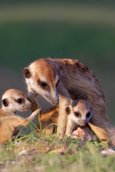 מורתי הסוריקטה