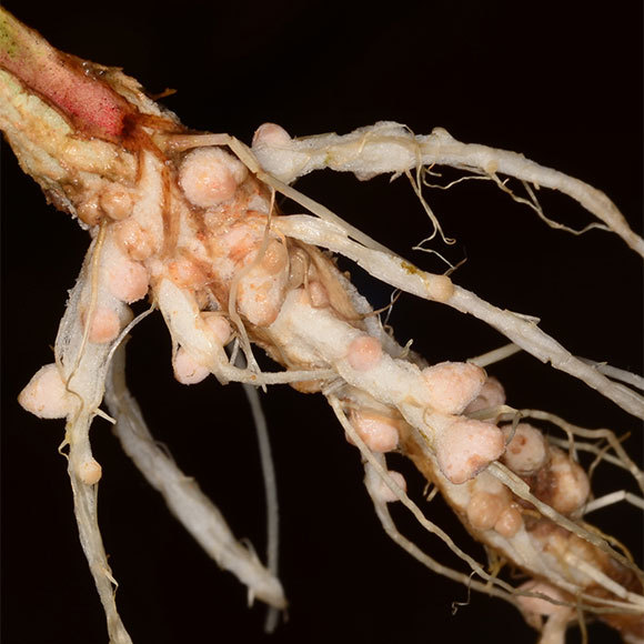 השותפים השקטים של הצמחים