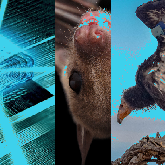 המחקרים החדשים ביותר: מהנשמדע 10/12