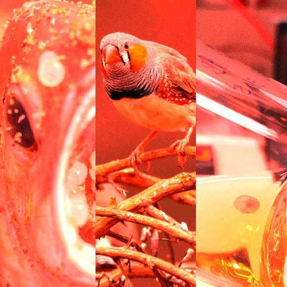 המחקרים החדשים ביותר: מהנשמדע 24/12