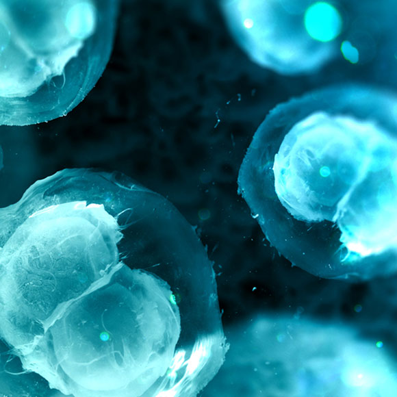 خلايا أحادية الصيغة الصبغية وخلايا ثنائية الصيغة الصبغية