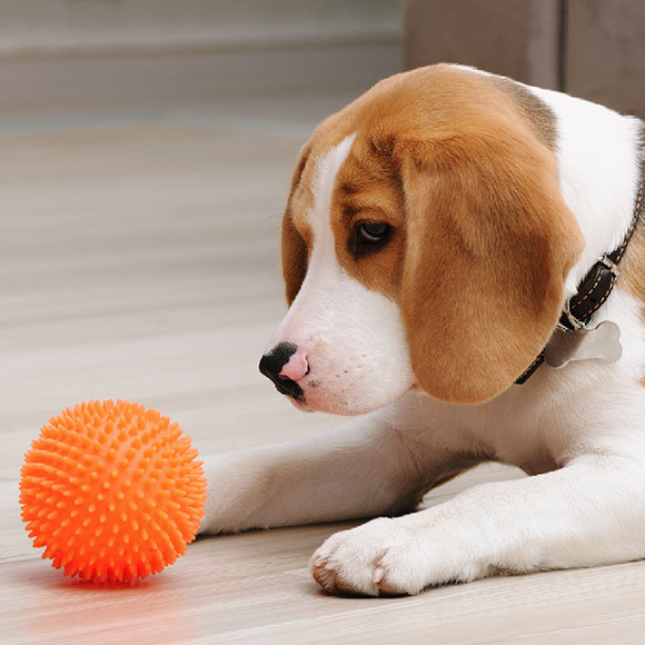 הכלבים שמבינים את ניוטון