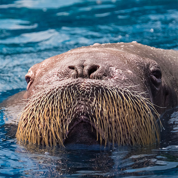 עולם קטן עם שפמים