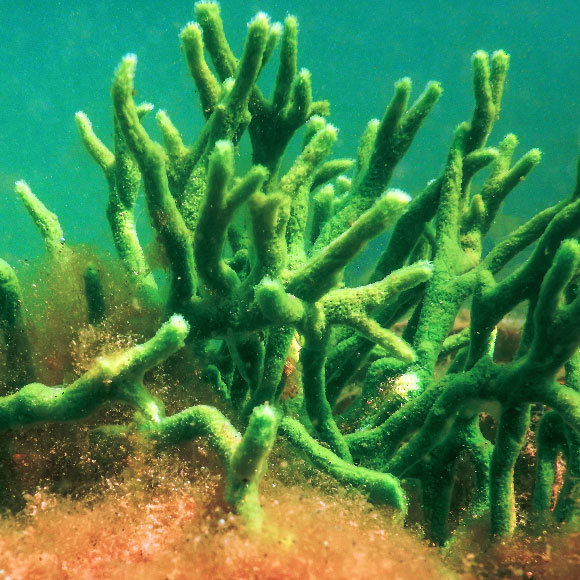 האבות הקדומים של מערכת העצבים