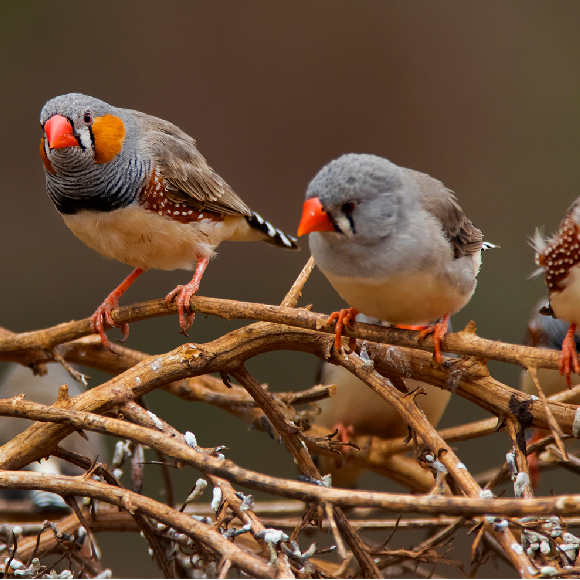 קריאות הציפורים ש”מתכנתות” את הגוזלים