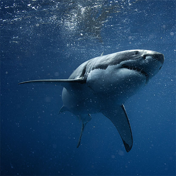 “סליחה, טרפתי אותך בטעות”