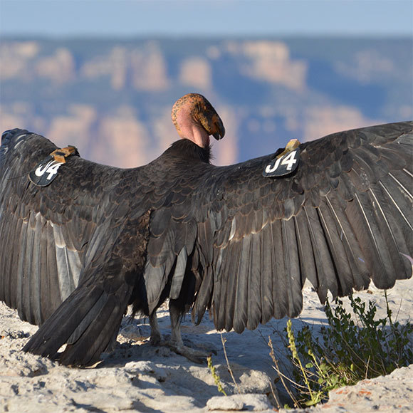 רביית הבתולים המפתיעה של הקונדורים