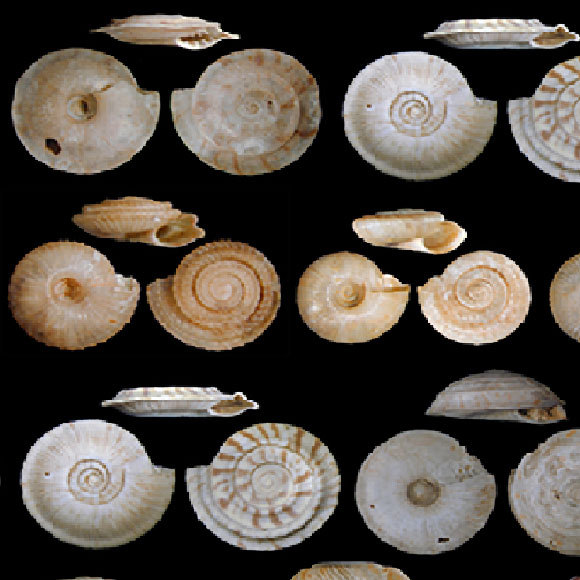 החלזונות מראים: ההכחדה השישית כבר כאן