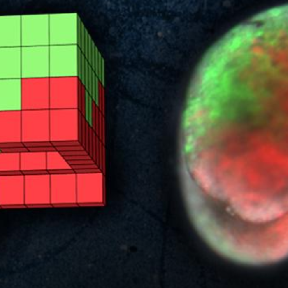 הפתעה: הרובוטים החיים התרבו