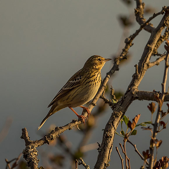 הציפורים שאיבדו את הצפון