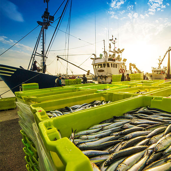 יש עוד הרבה דגים בים?