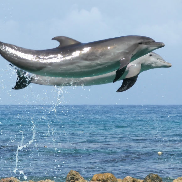 גם דולפינות נהנות