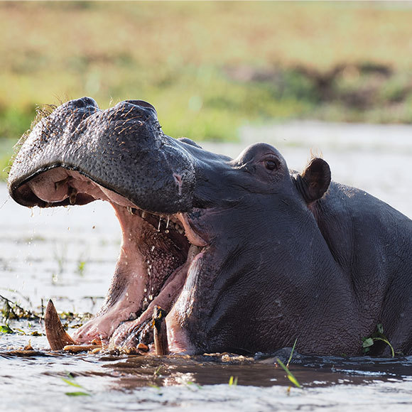 הקולות המוכרים של ההיפופוטמים