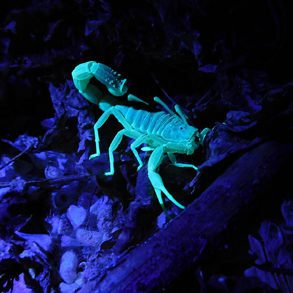 العقرب الأصفر والصّحافة الصّفراء