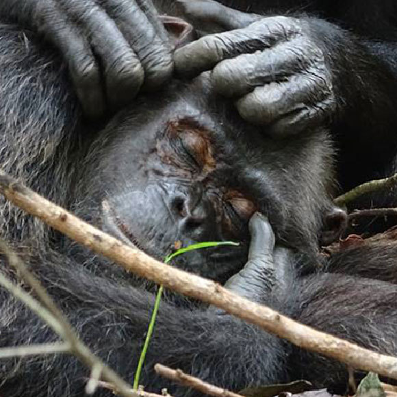 עזרה ראשונה, גרסת השימפנזים