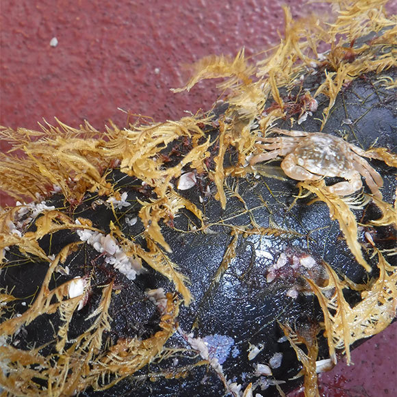 חיים על רפסודה מפלסטיק