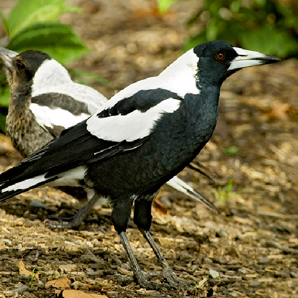 עקעקים נגד חוקרים