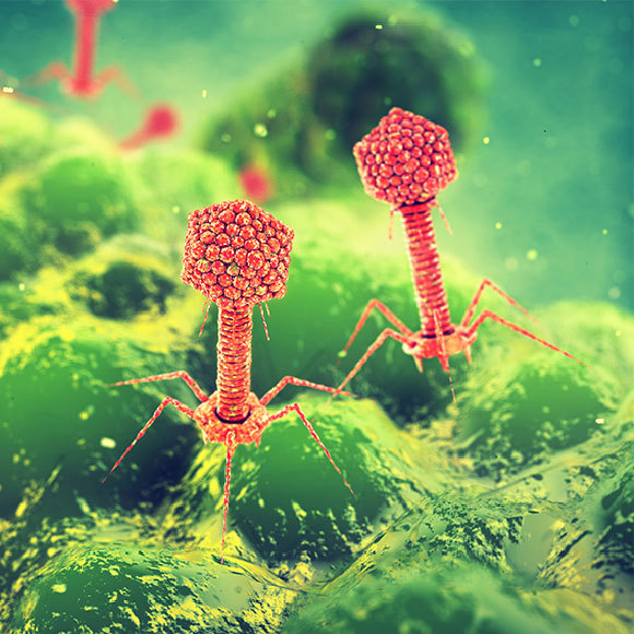 הנגיפים שהשמידו את הזיהום העמיד לאנטיביוטיקה