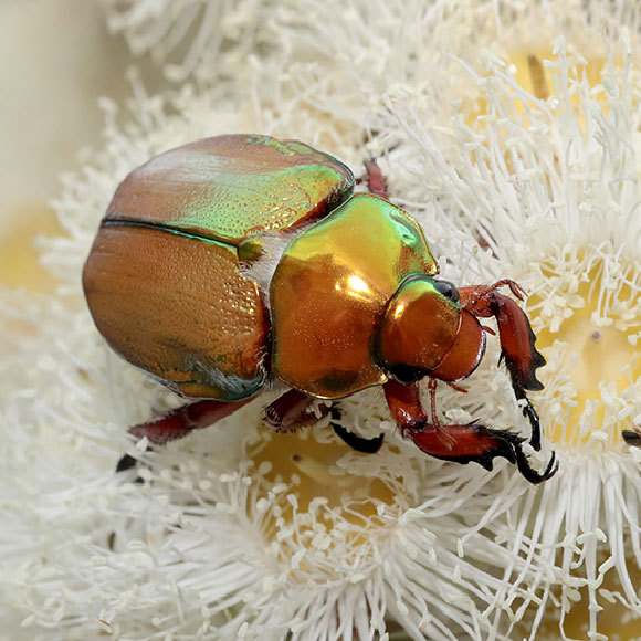 הברק לא מבלבל את הטורפים