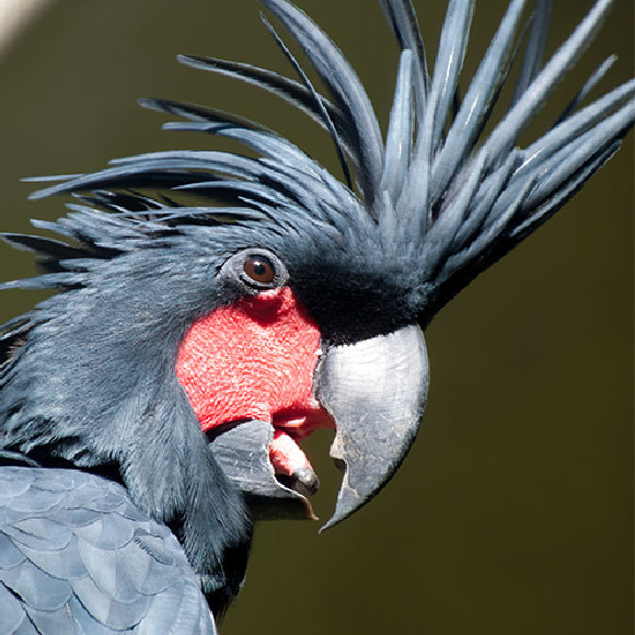 הבה נרעישה – בלי רעשנים