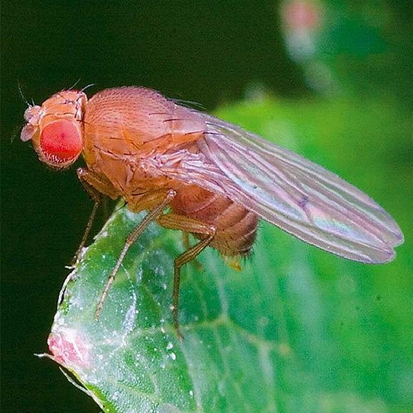 מרוץ חימוש בין גנים בזבוב