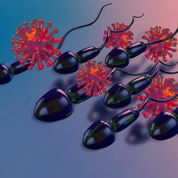 מסתמן: קורונה עלולה לפגוע בפוריות של גברים