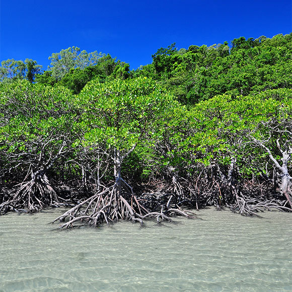 התגלה חיידק בגודל זבוב