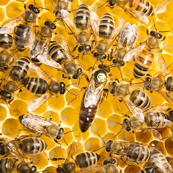חג הפועלות בכוורת ובקן