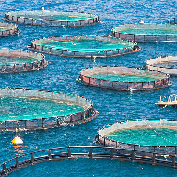 למלא את הים