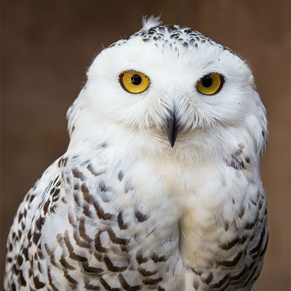 חיות הפלא וכיצד למיין אותן