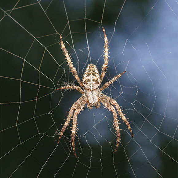 כוחות העל החדשים של ספיידרמן