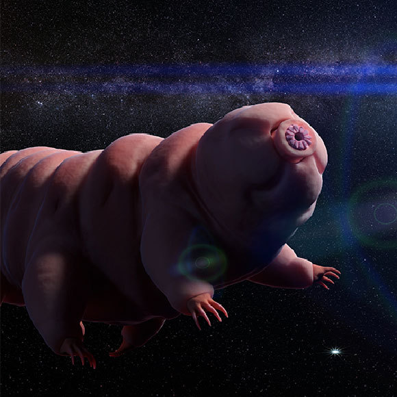 דובון המים של שרדינגר