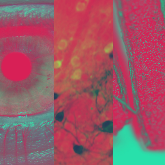 המחקרים החדשים ביותר: מהנשמדע 14/5/222