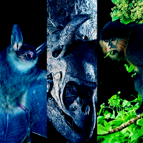 המחקרים החדשים ביותר: מהנשמדע 28/5/2022